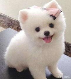 博美可以吃小脆瓜吗视频,小脆瓜的适宜性探讨