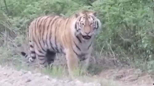 三只老虎吃瓜视频大全集