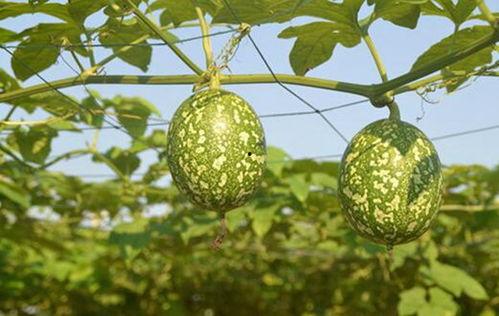 吊瓜能过年再吃吗视频,过年还能享用的美味秘诀