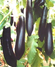 茄瓜晚上吃能减肥吗视频