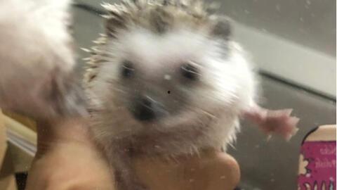 刺猬吃瓜的视频大全,萌态百出视频大全